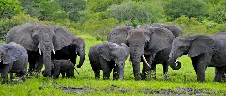 Elephant Walk Retreat - Kruger National Park